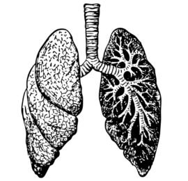 Pulmonology lungs